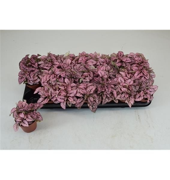 HYPOESTES PHYLLOSTACHYA PINK