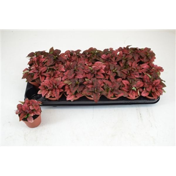 HYPOESTES PHYLLOSTACHYA RED