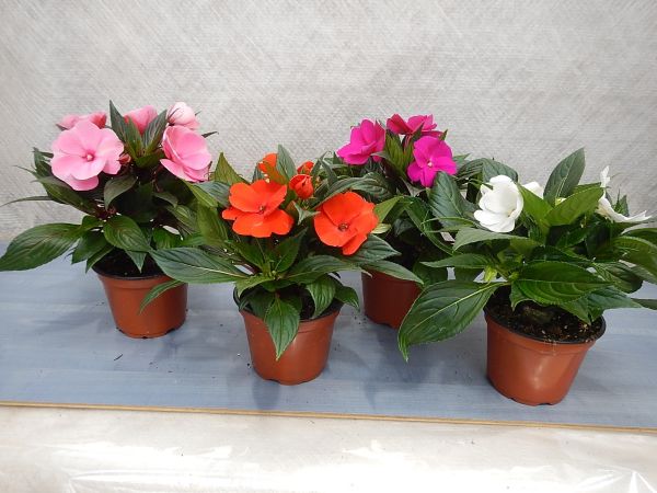 IMPATIENS NOUVELLE GUINEE