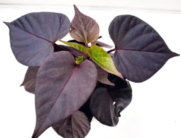 IPOMOEA BATATA