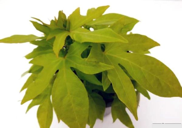 IPOMOEA BATATA