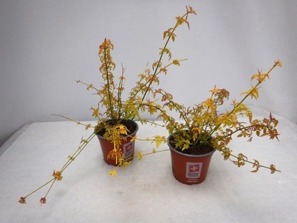 JASMINUM OFFICINALIS AUREUM