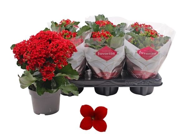 KALANCHOE