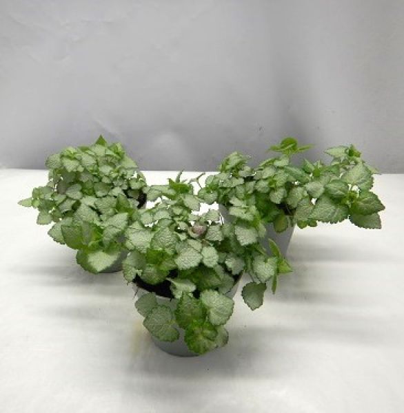 LAMIUM MACULATUM