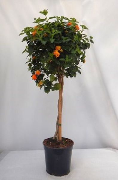 LANTANA CAMARA TIGE