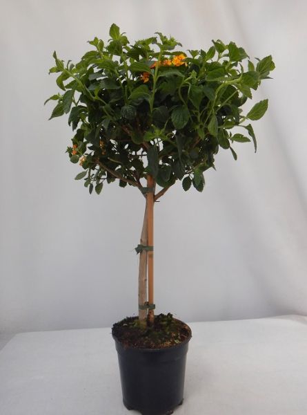 LANTANA CAMARA TIGE