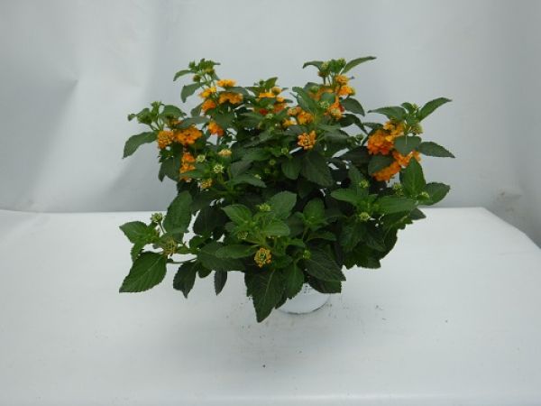 LANTANA CAMARA TOUFFE