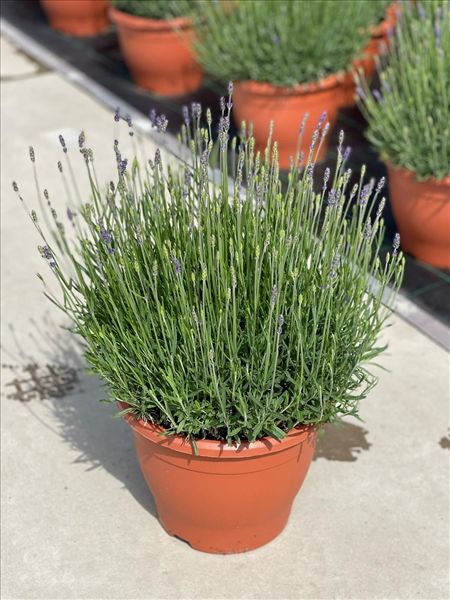 LAVANDULA HIDCOTE