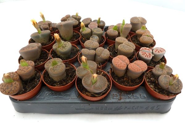 LITHOPS