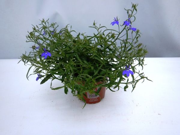 LOBELIA