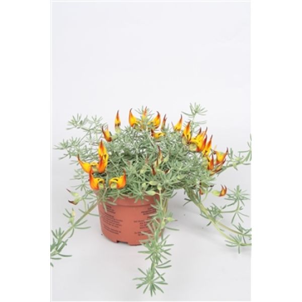 LOTUS CORNICULATUS
