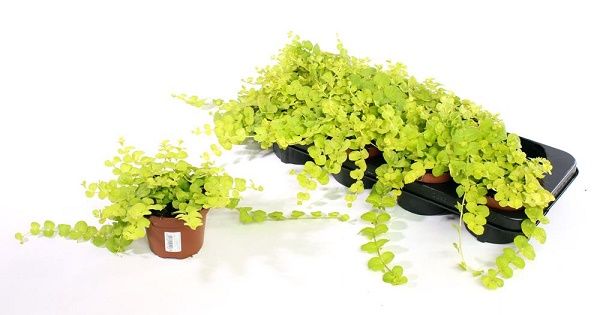 LYSIMACHIA NUMMULARIA