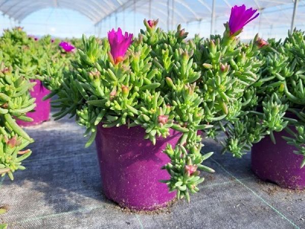 MESEMBRYANTHEMUM