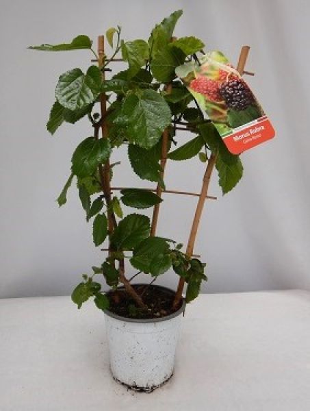 MORUS RUBRA ESPALIER