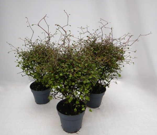 MUEHLENBECKIA COMPLEXA MAORI