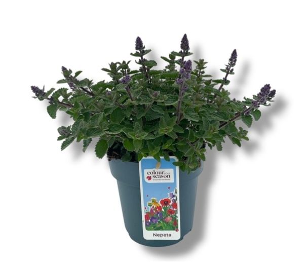 NEPETA PURSIAN BLUE