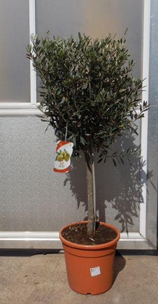 OLEA EUROPAEA TIGE