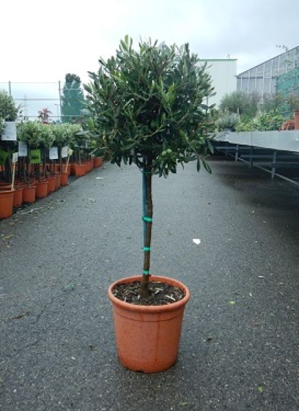 OLEA EUROPAEA TIGE