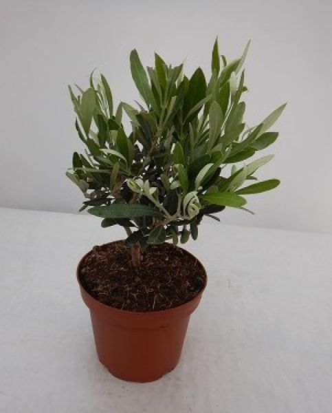 OLEA EUROPAEA TOUFFE