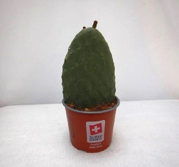 OPUNTIA FICUS INDICA
