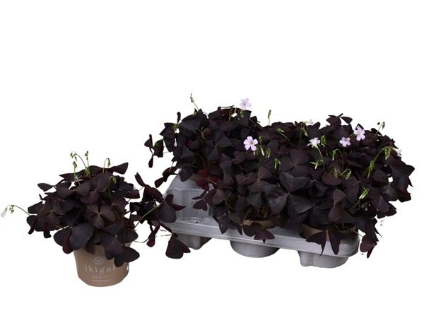 OXALIS TRIANGULARIS