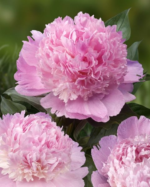 PAEONIA LACT.ANGEL CHEEKS