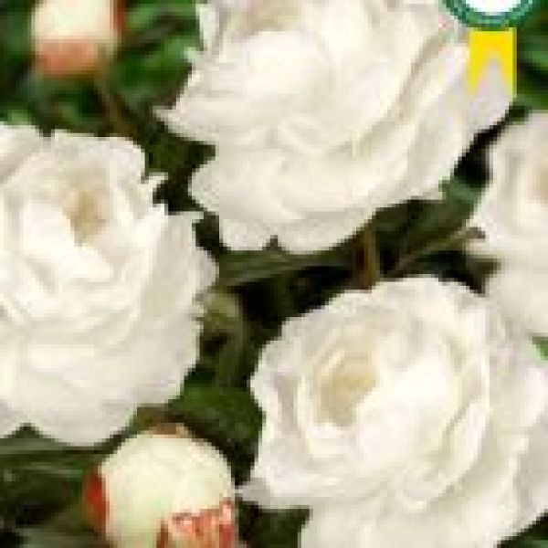 PAEONIA LACT.ELSA SASS