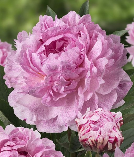 PAEONIA LACT. SARAH BERNHART