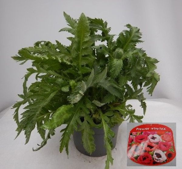 PAPAVER ORIENTALIS