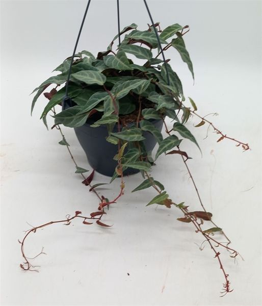 PARTHENOCISSUS AMAZONICA