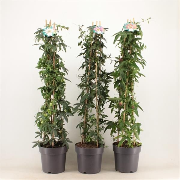 PASSIFLORA PYRAMIDE
