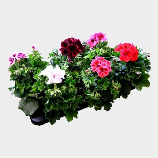 PELARGONIUM GRANDIFLORUM