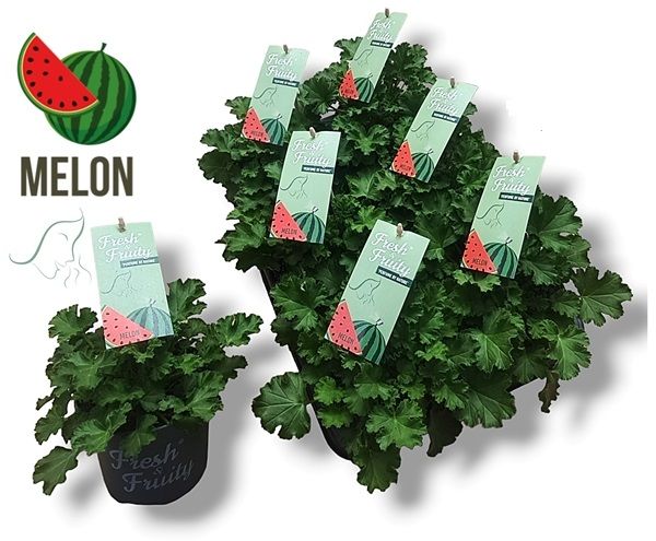 PELARGONIUM ODORANT