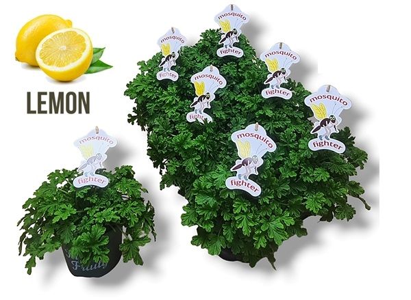 PELARGONIUM ODORANT
