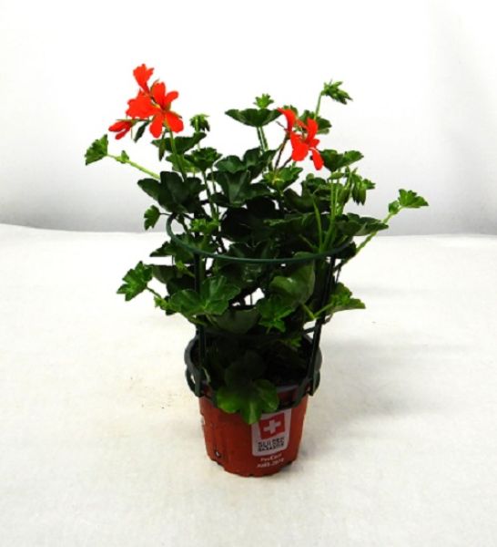PELARGONIUM PELTATUM