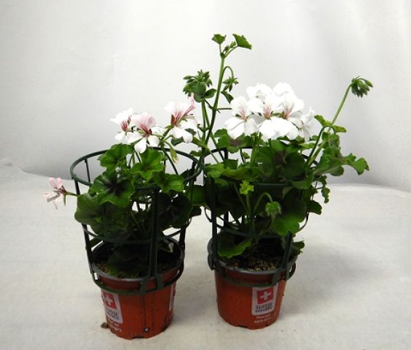 PELARGONIUM PELTATUM