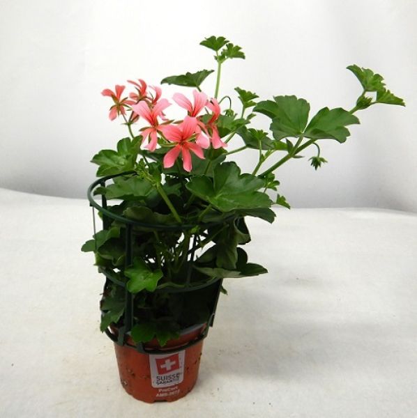 PELARGONIUM PELTATUM