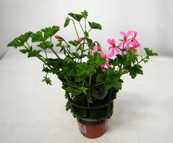 PELARGONIUM PELTATUM