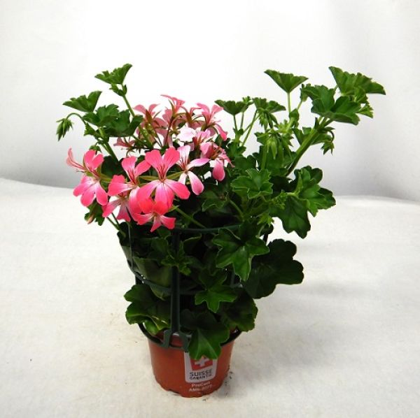 PELARGONIUM PELTATUM