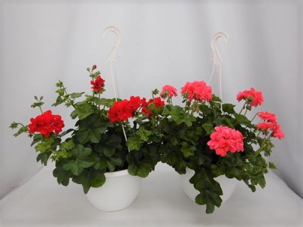 PELARGONIUM PELTATUM SUSP.