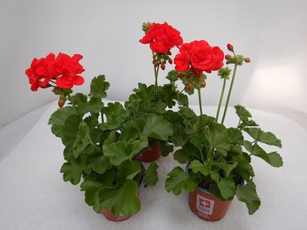 PELARGONIUM ZONALE