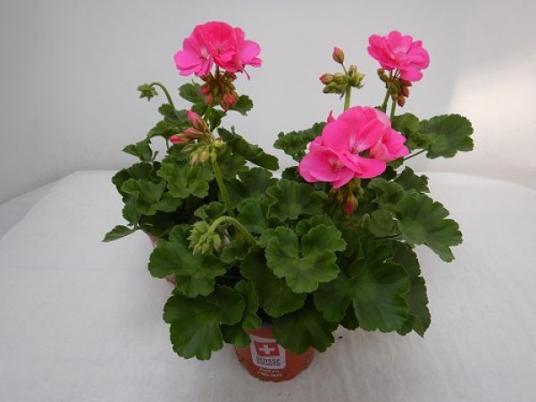 PELARGONIUM ZONALE
