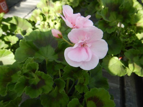 PELARGONIUM ZONALE