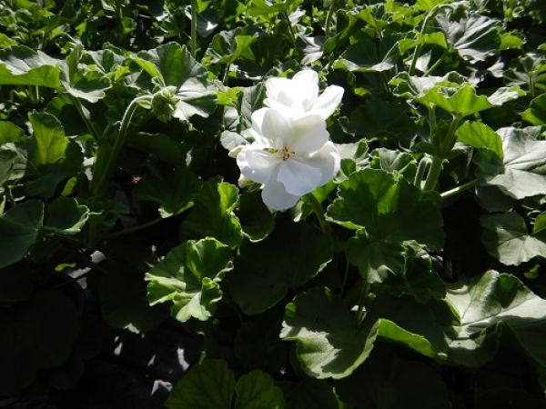 PELARGONIUM ZONALE