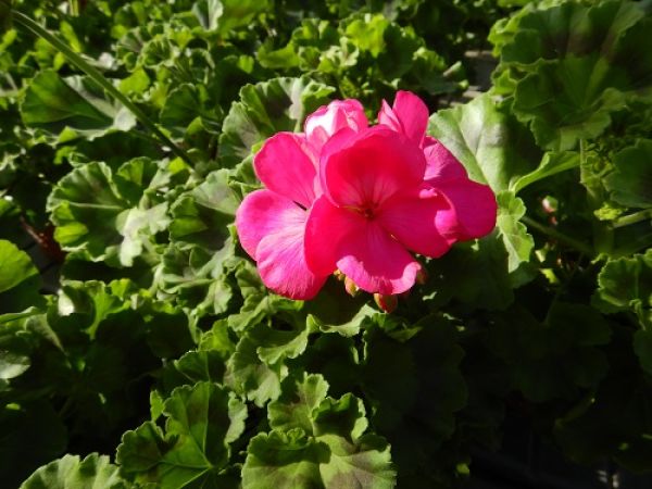 PELARGONIUM ZONALE