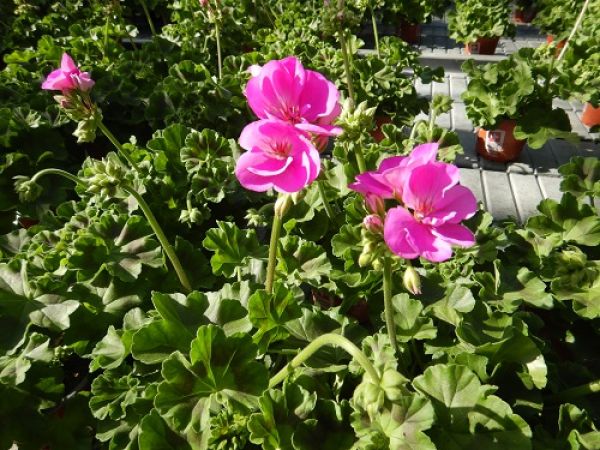 PELARGONIUM ZONALE
