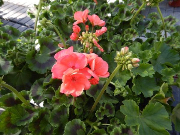 PELARGONIUM ZONALE