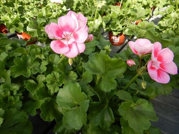 PELARGONIUM ZONALE