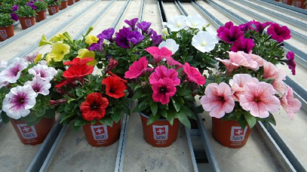 PETUNIA