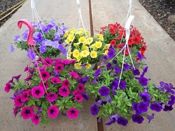 PETUNIA SUSPENSION